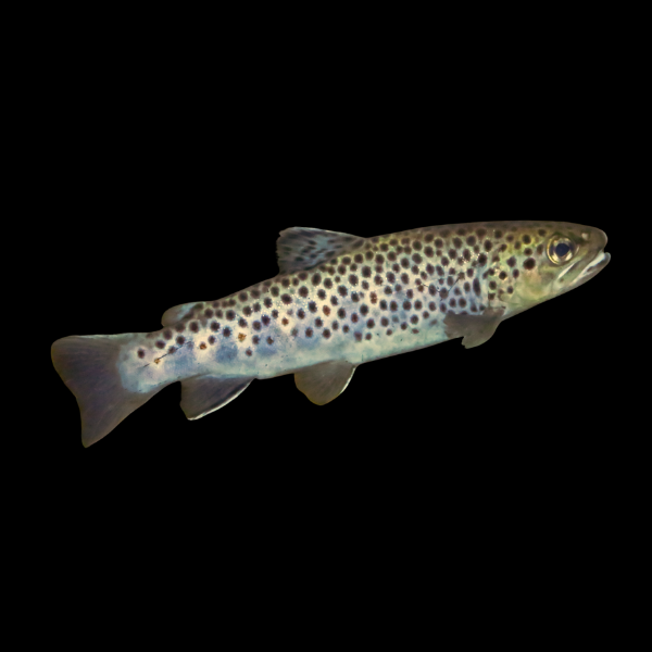 Brown-Trout.png Brown Trout 10cm X 10
