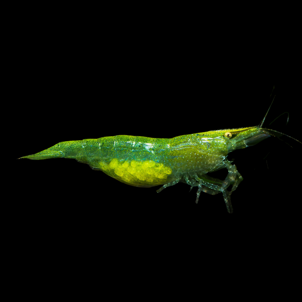 Caridina Babaulti Green (1 - 1.5cm)