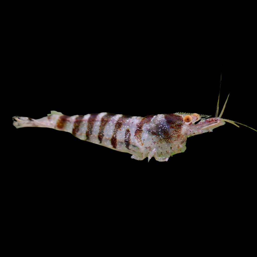 Caridina Babaulti Stripes (1 - 1.5cm)