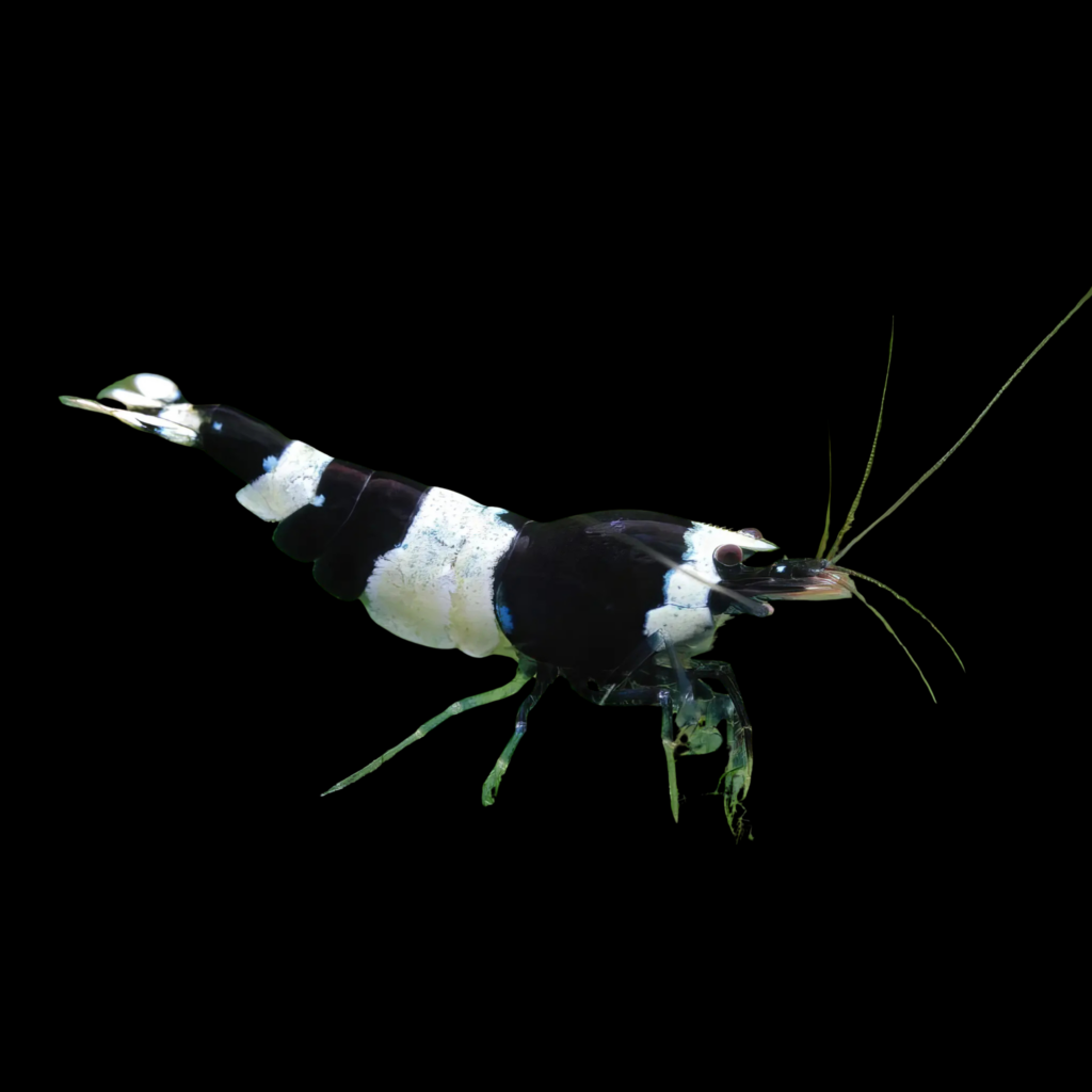 Caridina Bee Panda Taiwan (1 - 1.3cm)