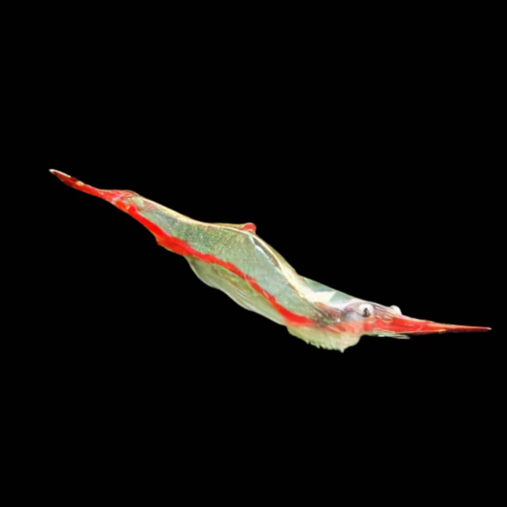 Red Nose Pinockio Caridina Red Nose (1 - 1.5cm)