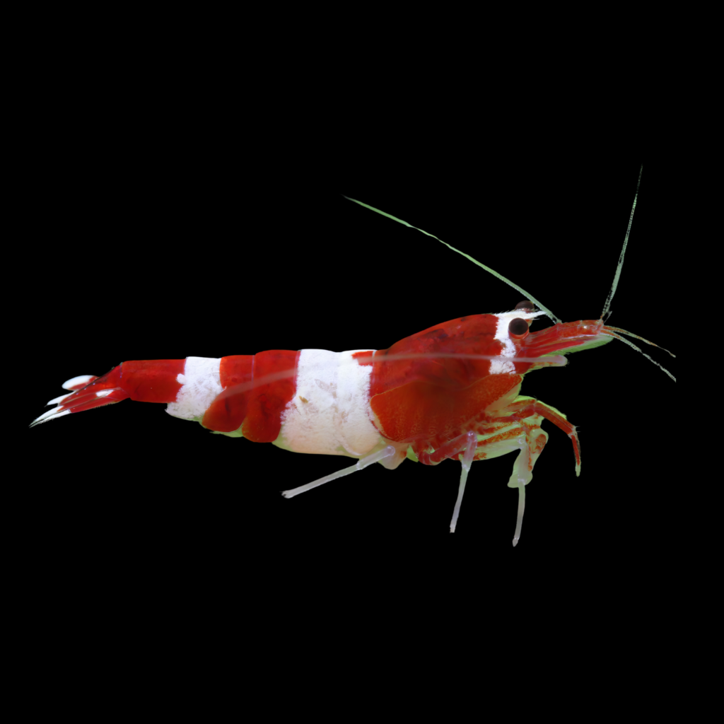 Caridina Taiwan Bee Ruby Red (1 - 1.3cm)