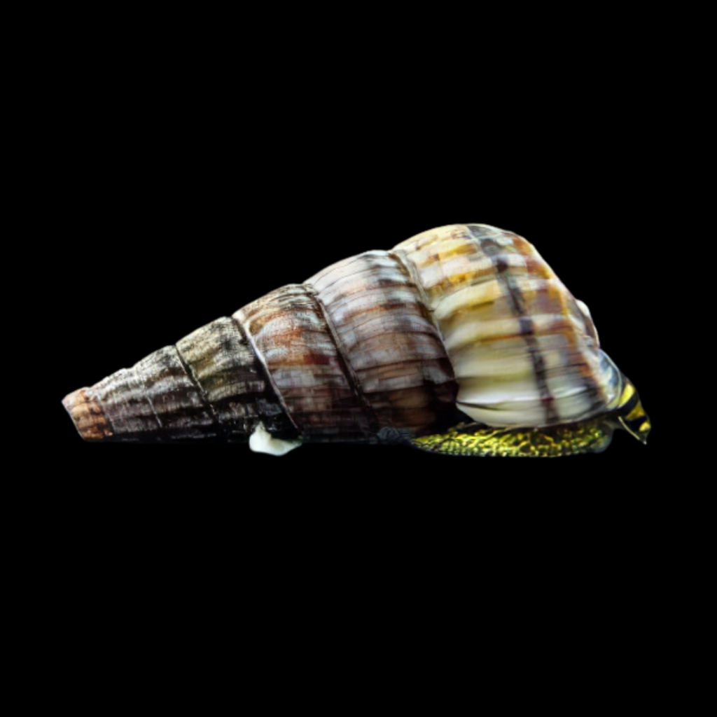 Cerithidea Balteata Sp King (M)