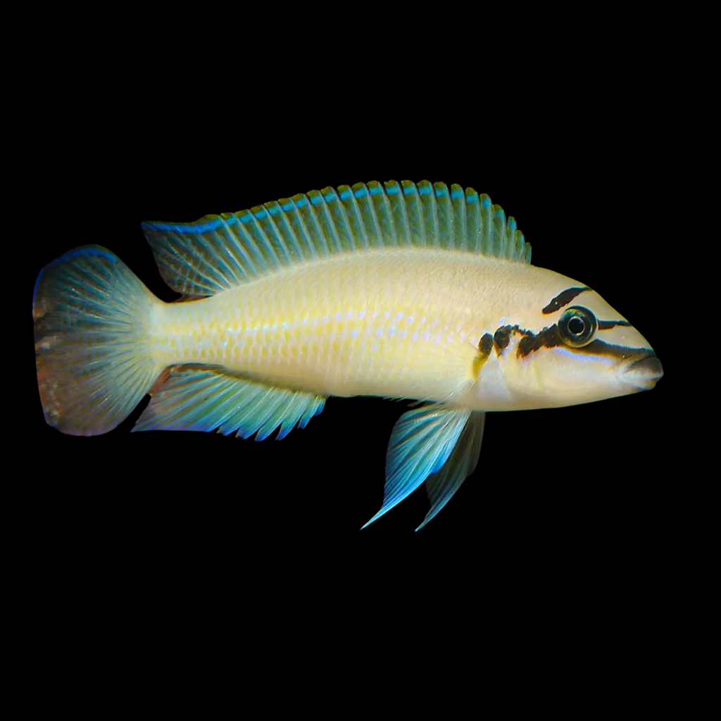 Chalinochromis Brichardi (4 - 5cm)