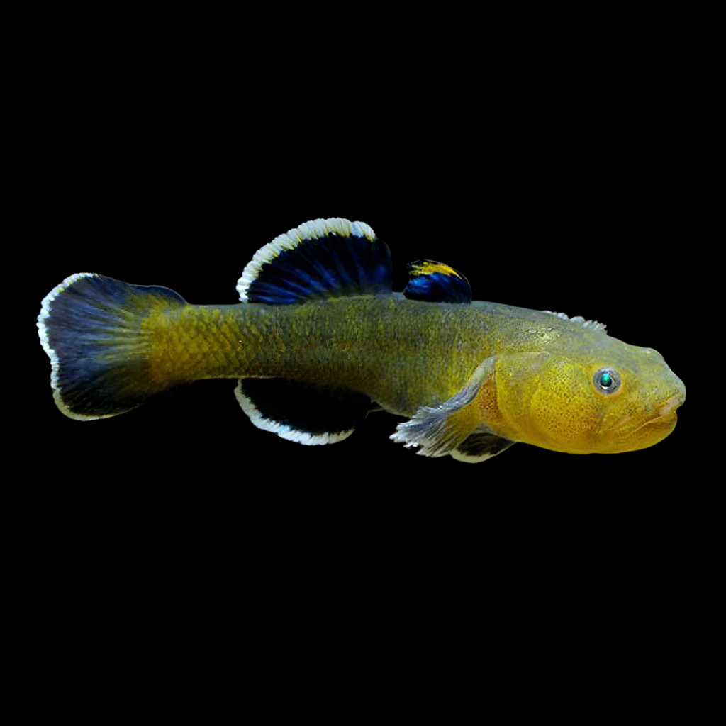 Desert Goby Chamidogobius Eremius (4.5 - 5cm)