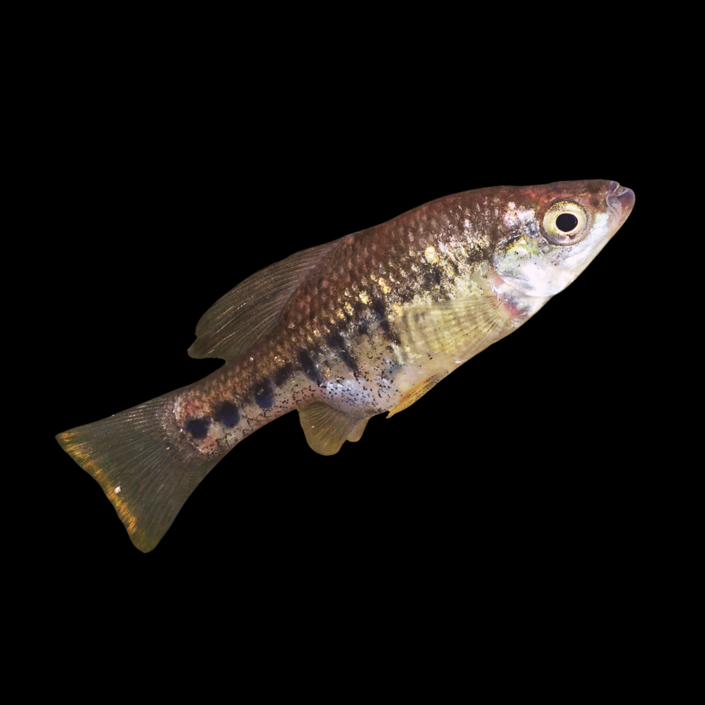 Chapalichthys Encaustus (3 - 4cm)