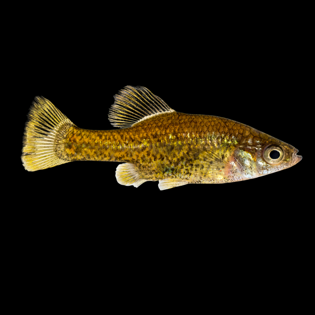 Polka-Dot Splitfin Chapalichthys Pardalis (3 - 4cm)
