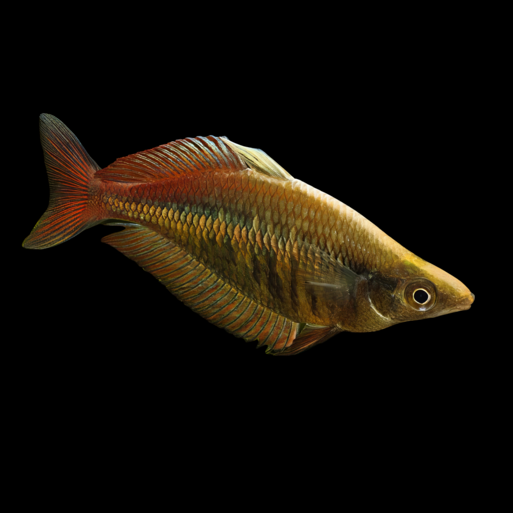 Chilatherina Campsi (4 - 5cm)