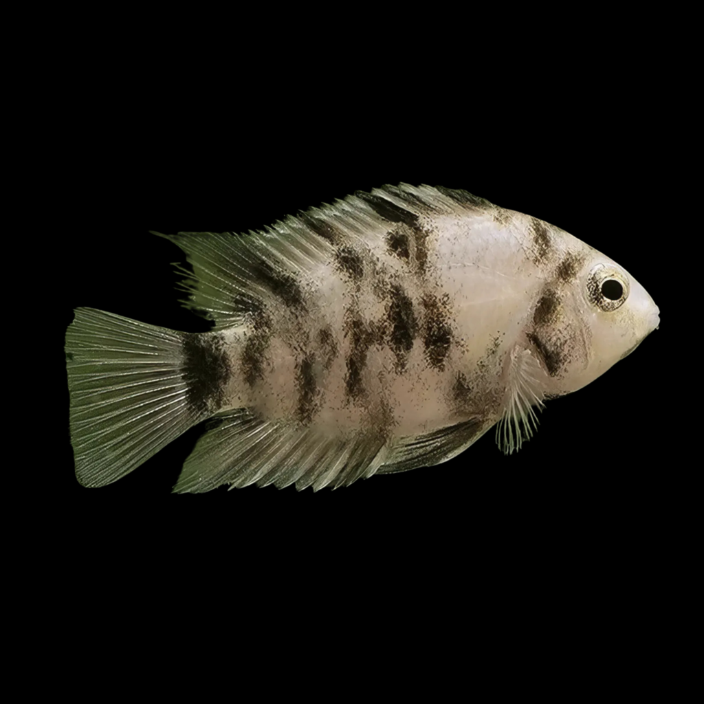 Marbled Convict Cichlasoma Nigrofasciatum American Cichlid (3 - 4cm)