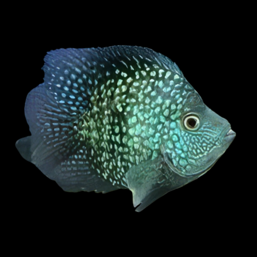 Cichlasoma Texas Short Body American Cichlid American Cichlid (5 - 7cm)