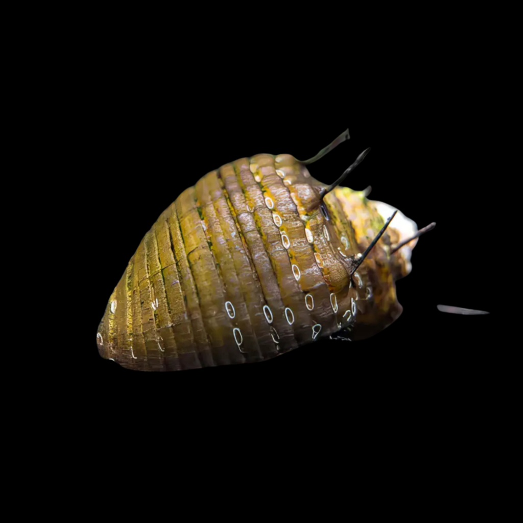 Clithon Sp Thorn (0.5 - 1cm)