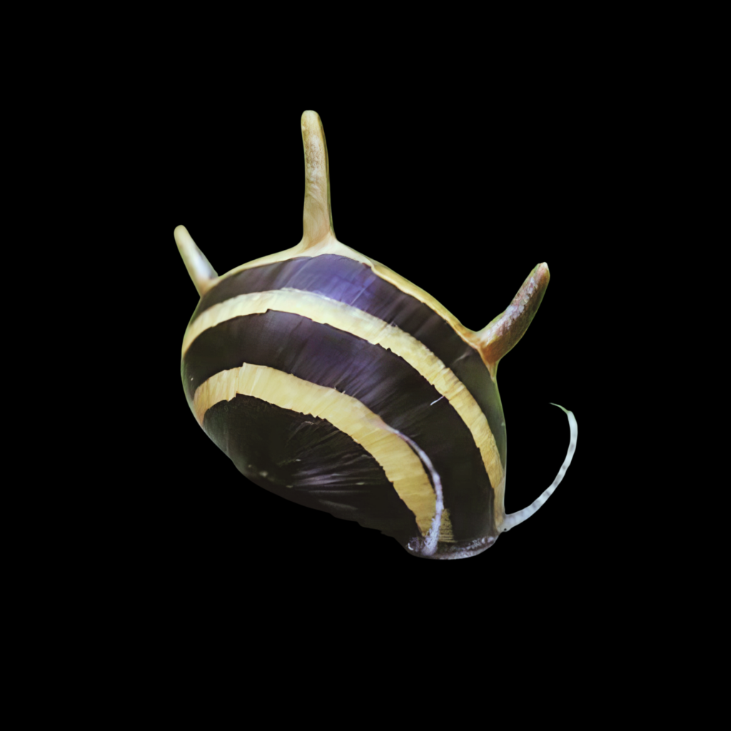 Clithon Thorn Zebra (0.5 - 1cm)