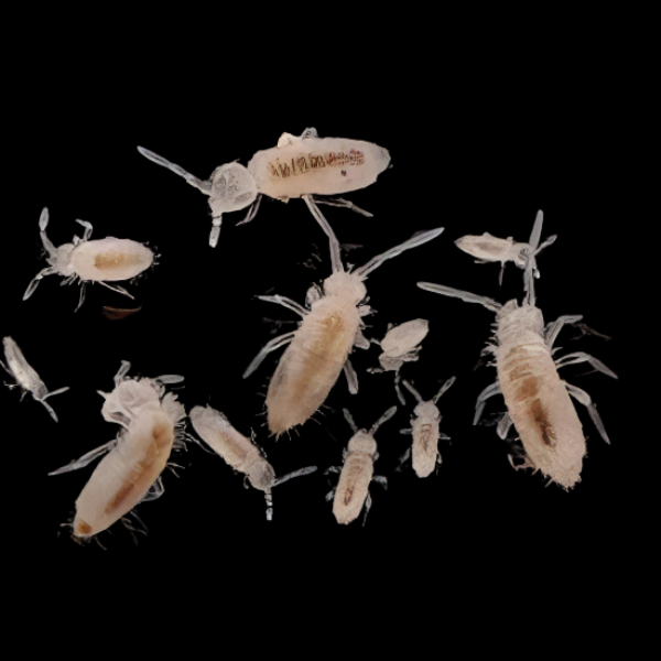 Collembola - Dose