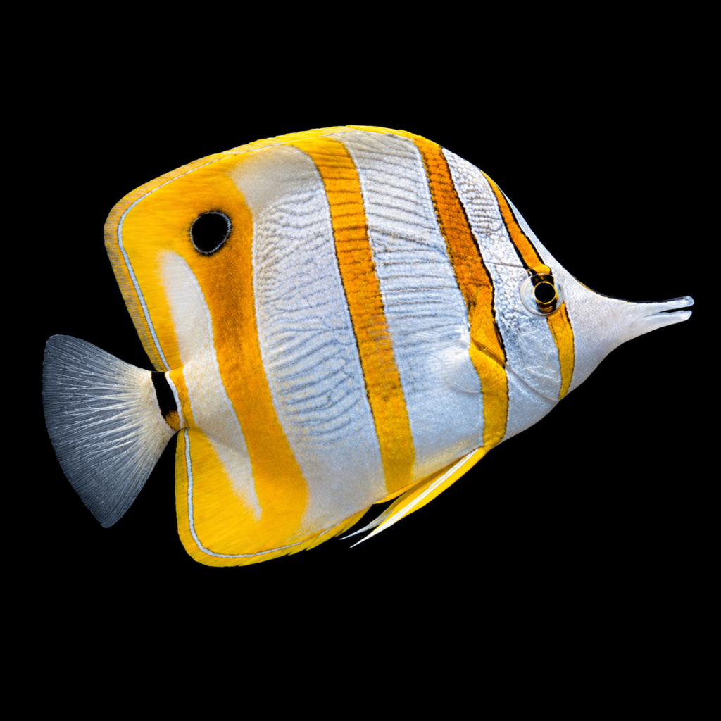 Copperband butterflyfish Chelmon rostratus (M)