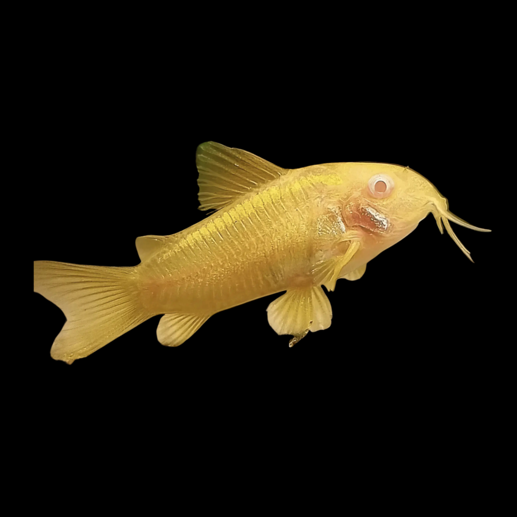 Corydoras Aeneus Neon Albino (2 - 2.5cm)