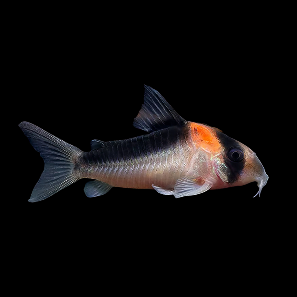 Duplicat Corydoras Corydoras Duplicareus (2.5 - 3cm)