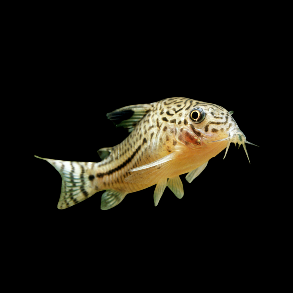 Napoensis Corydoras Corydoras Napoensis (2.5 - 3cm)