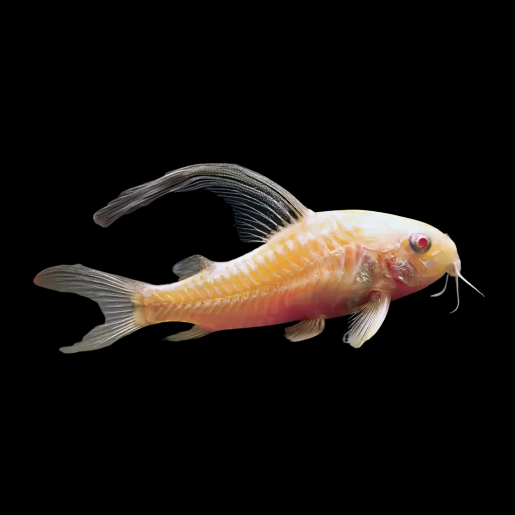 Mottled Catfish Albin Long Fin Corydoras Paleatus Albin Long (2.5 - 3cm)