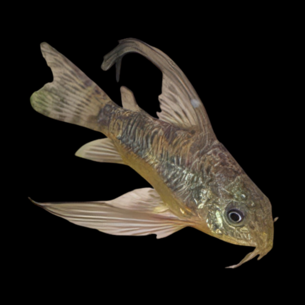Mottled Catfish Long Fin Corydoras Paleatus Long Fin (2.5 - 3cm)