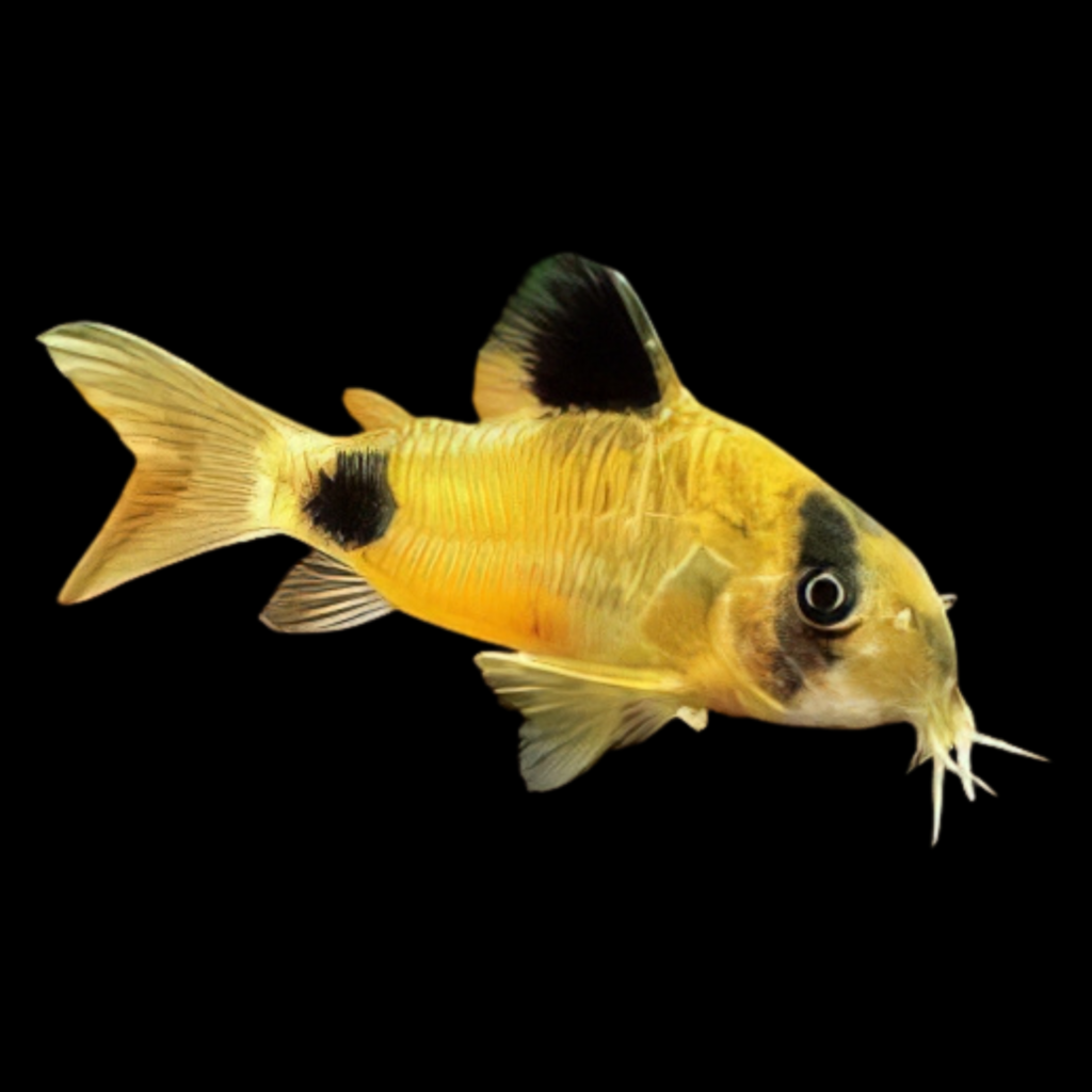 Corydoras Panda Gold (2.5 - 3cm)