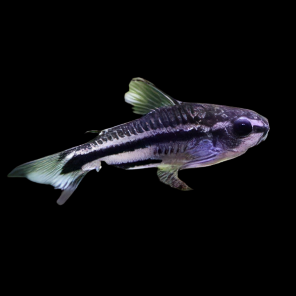 Pygmy Corydoras Corydoras Pygmaeus Black (1 - 2cm)