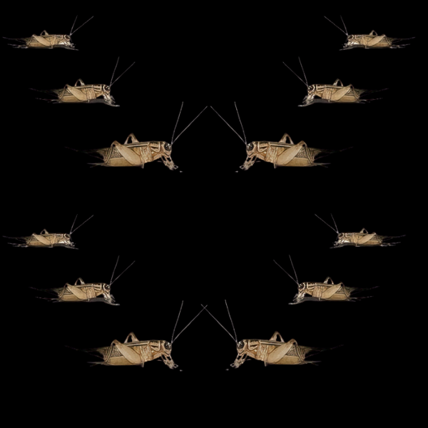 Cricket - Large - 1000Pcs