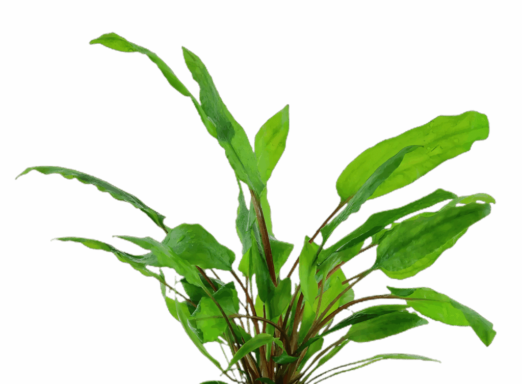 Five Bunched Plants Cryptocoryne Green Plant Cryptocoryne Wendtii Green