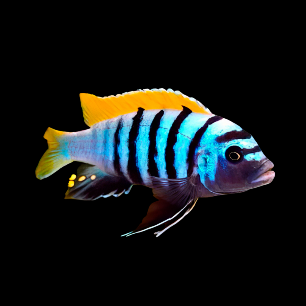 Pseudotropheus Pengoldi Ps Pseudotropheus Aurora (4 - 5cm)