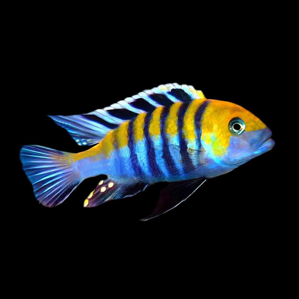 Cynotilapia 'Chimate' Cyno Cynotilapia Afra White (3 - 4cm)