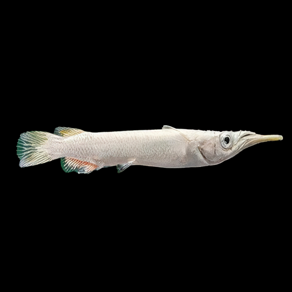 Wrestling White Halfbeak Dermogenys Pusillus White (3 - 4cm)