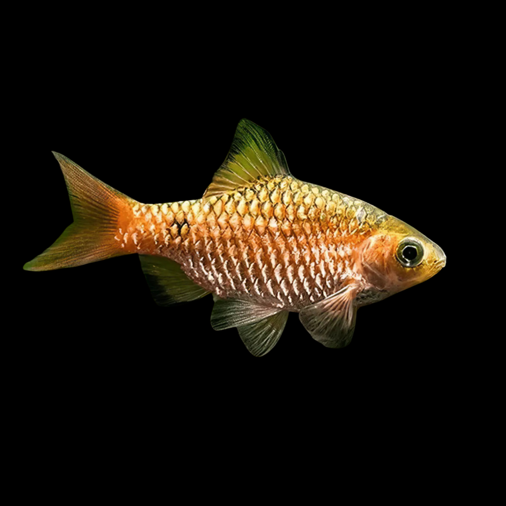 Rosy Barb Diamond Barbus Puntius Conchonius Diamant (2 - 2.5cm)