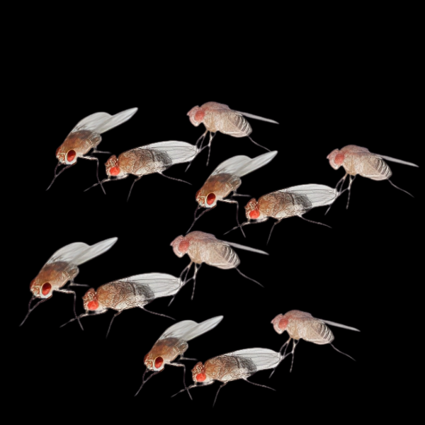 Drosophila / Melanogaster Small Fruit Fly - 1/2Ltr