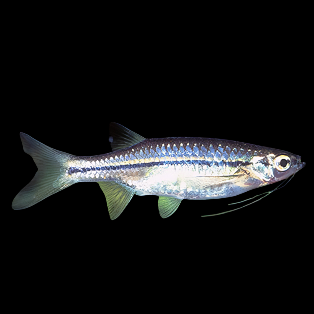 Flying Barb Esomus Danricus (4 - 4.5cm)