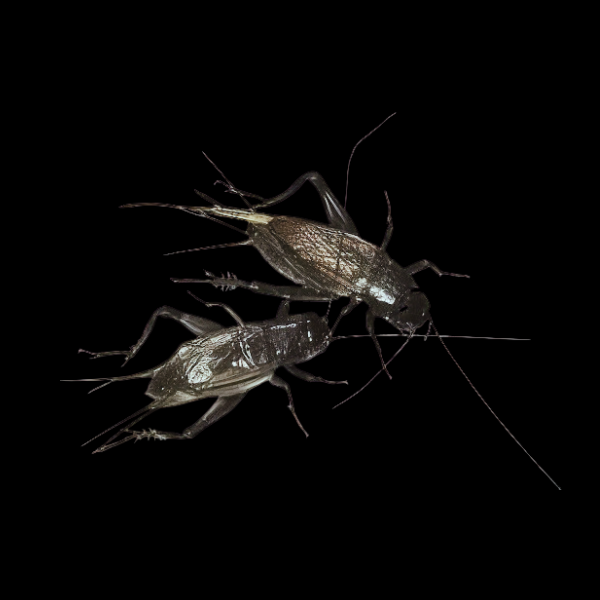 Field Cricket - Large 1000Pcs