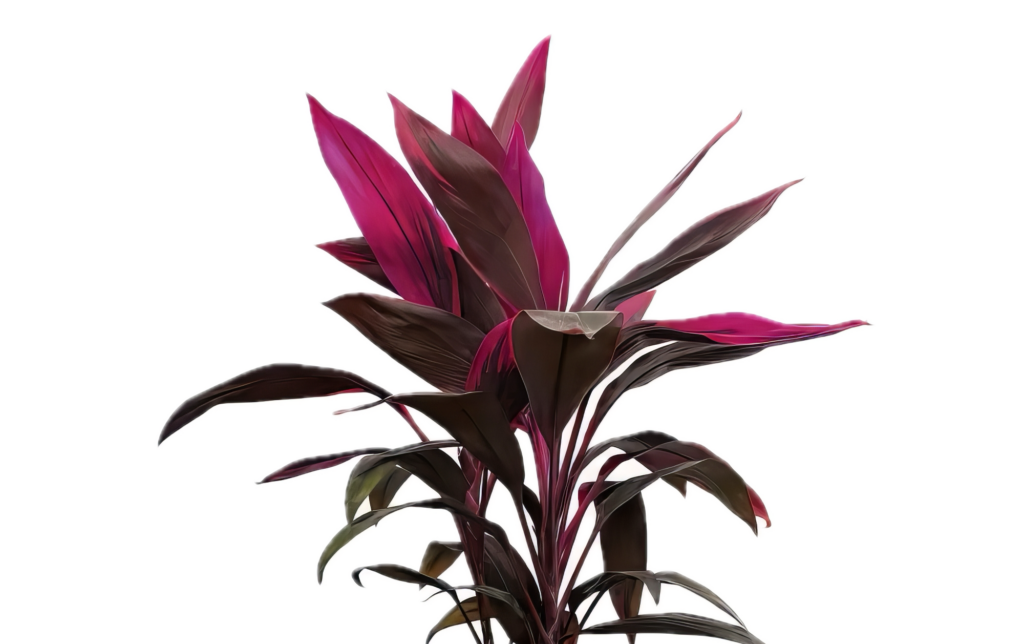 Five Bunched Plants Pink Dracena Plant Cordyline