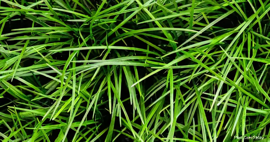 Five Bunched Plants Fountain Plant Ophiopogon Japonice