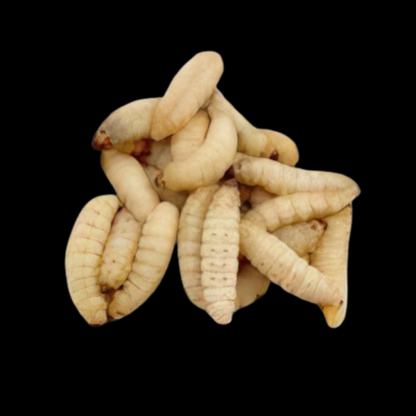 Galleria / Mellonella Wax Worms - 18G
