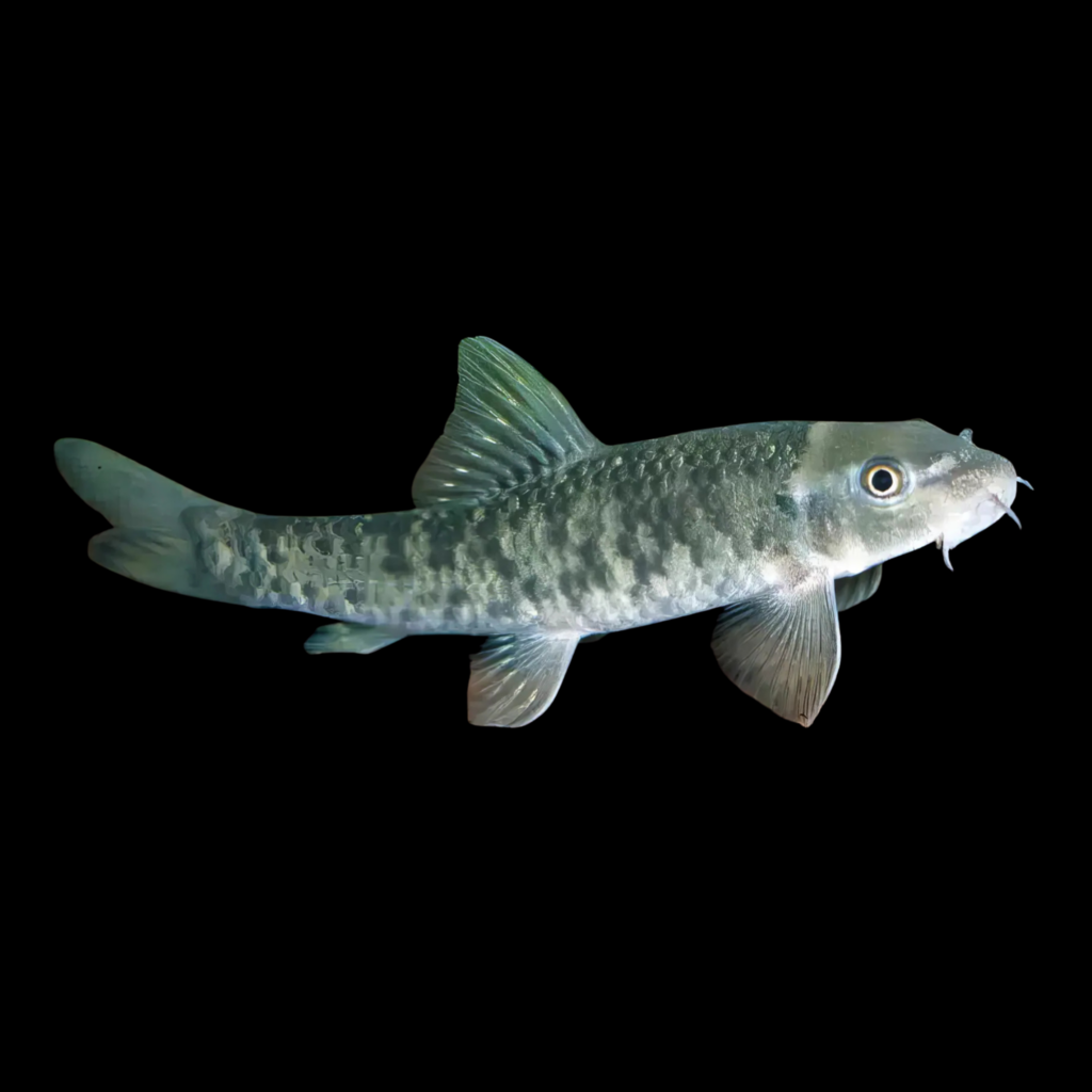 Doctor Fish Garra Rufa (3 - 4cm)