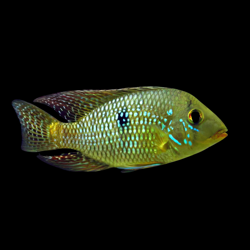 Geophagus Iporangensis (5 - 6cm)