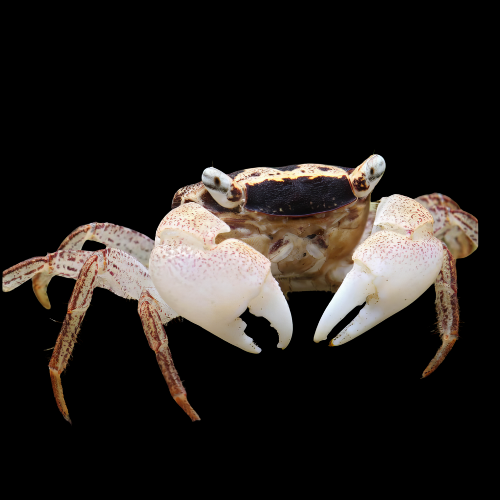 Geosesarma Sp Batik (3 - 4cm)