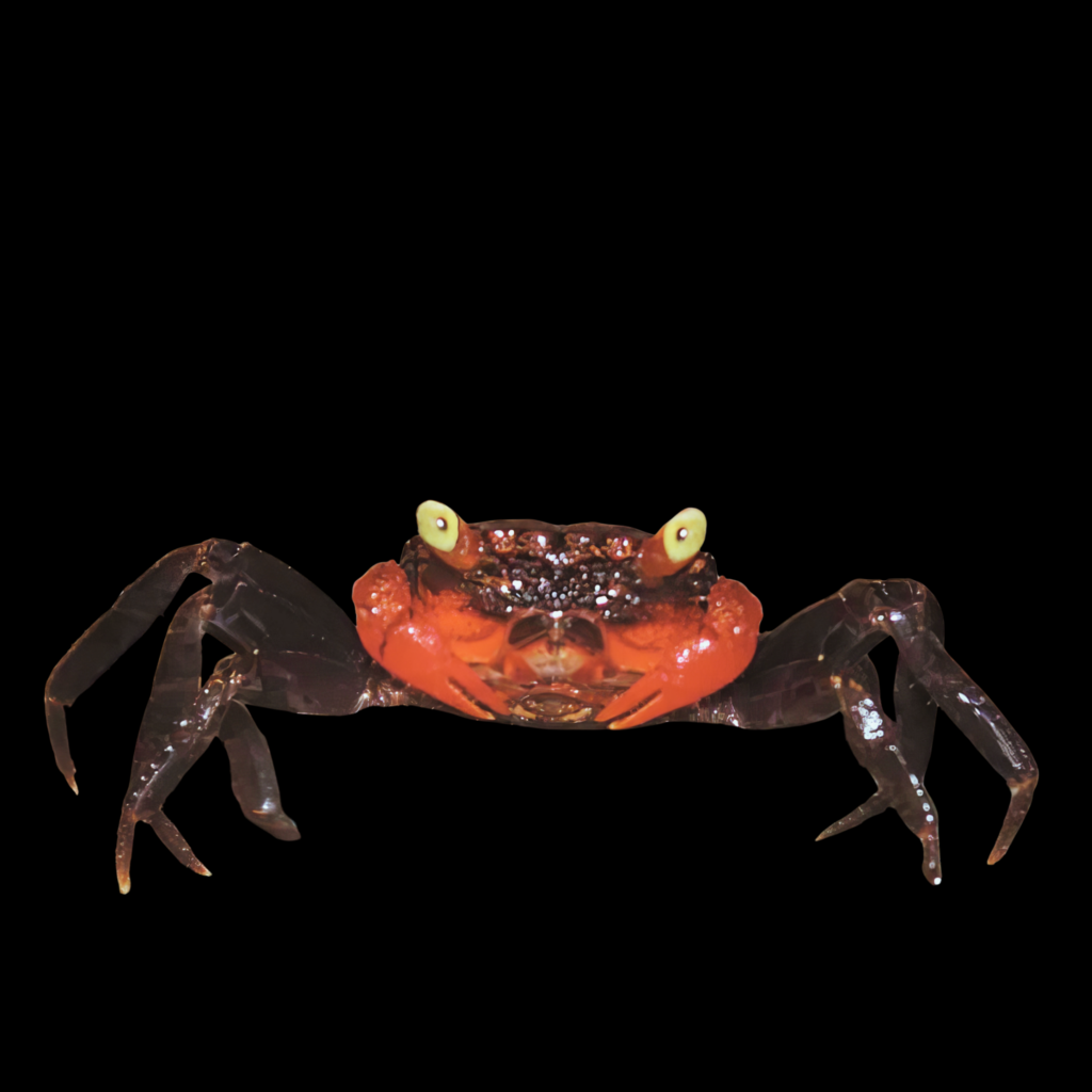 Geosesarma Sp Midnight Red Claw (3 - 4cm)