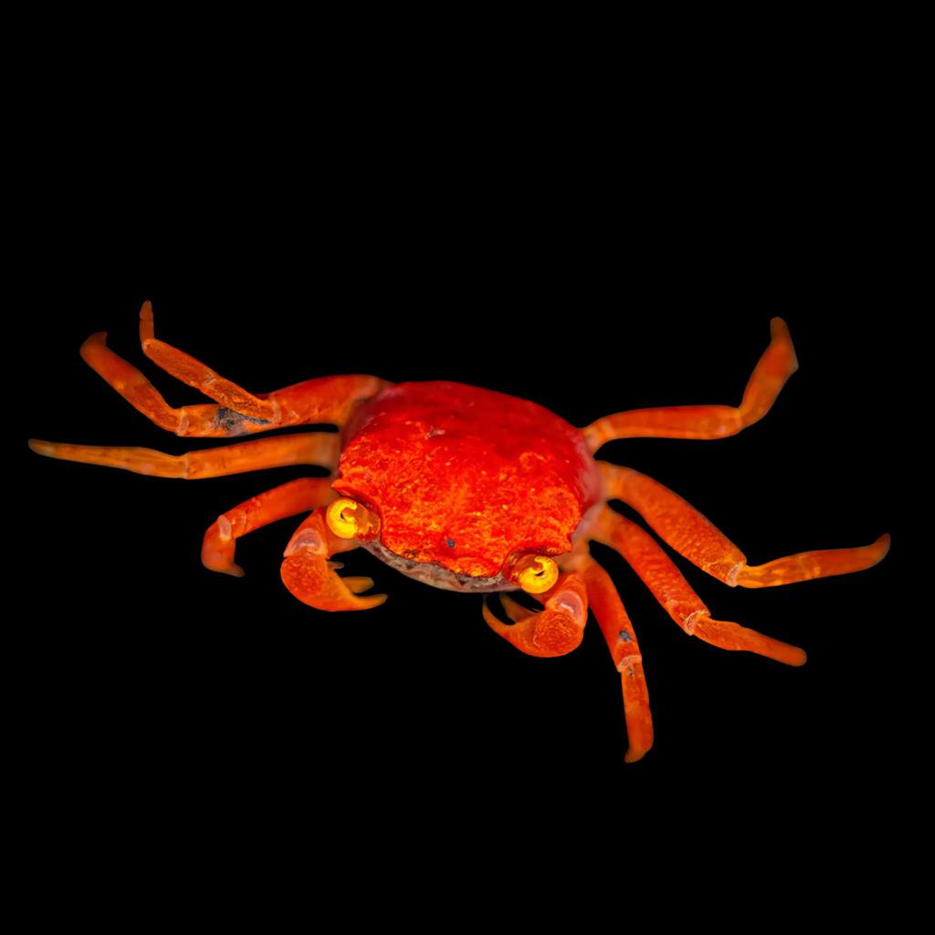 Geosesarma Sp Red Batik (3 - 4cm)