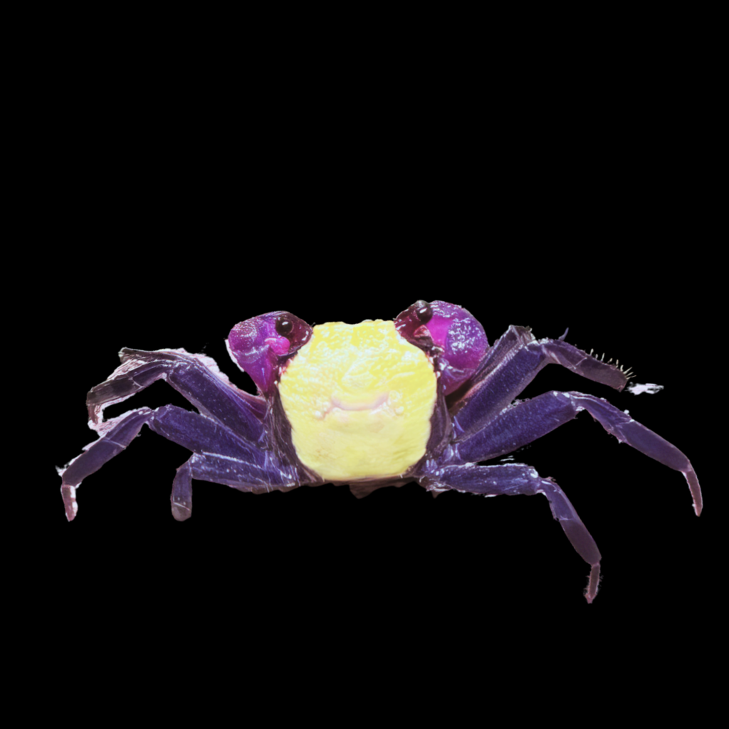 Geosesarma Sp Vampire Banana (4cm)