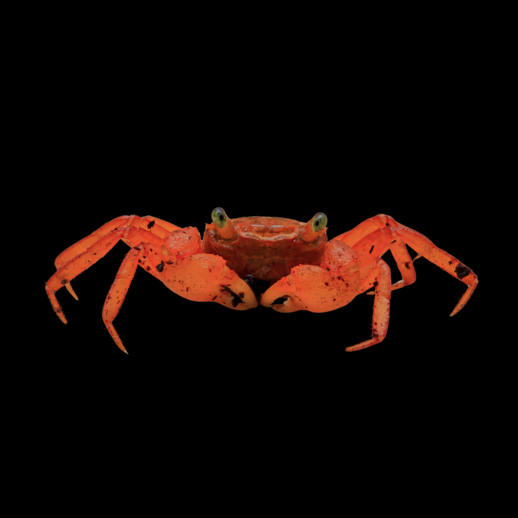 Geosesarma SpVampire Orange (2 - 3cm)