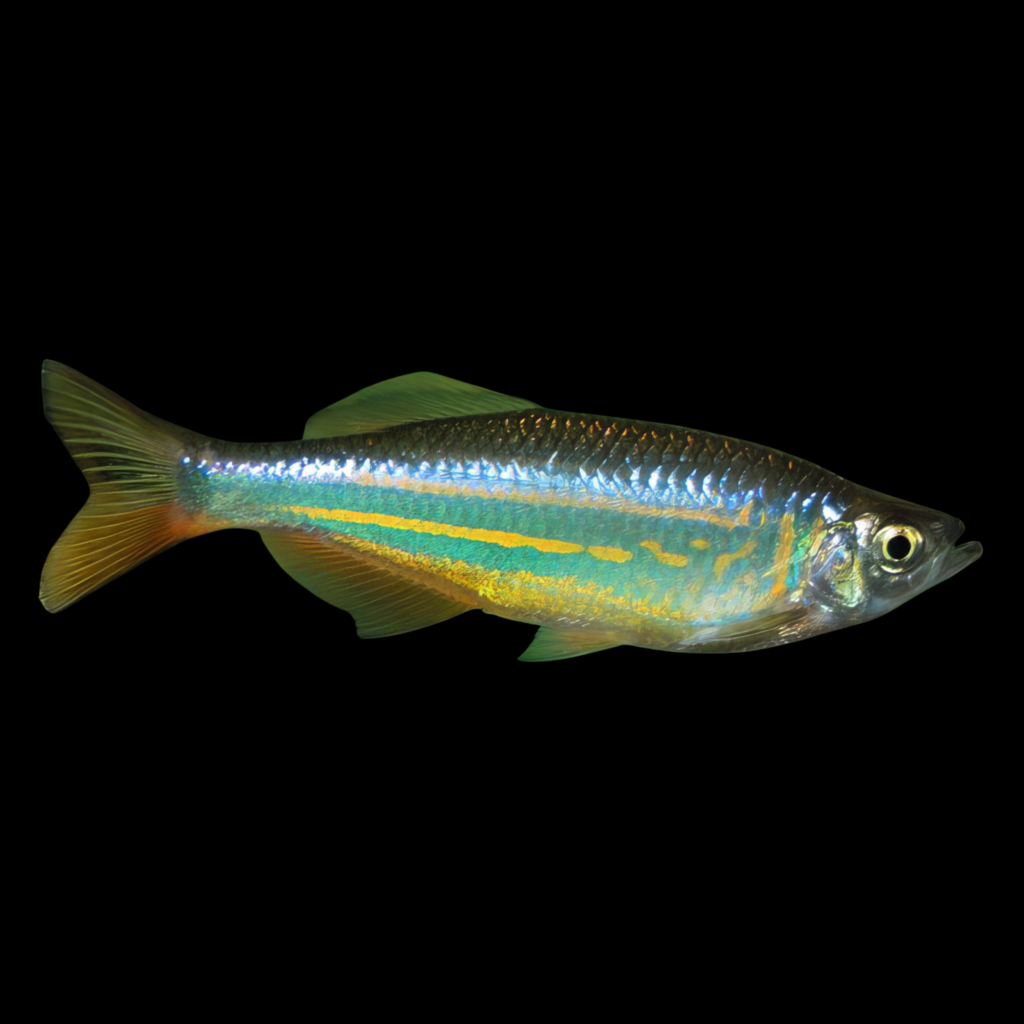 Giant Danio Danio Aequipinnatus Malabaricus (3 - 4cm)