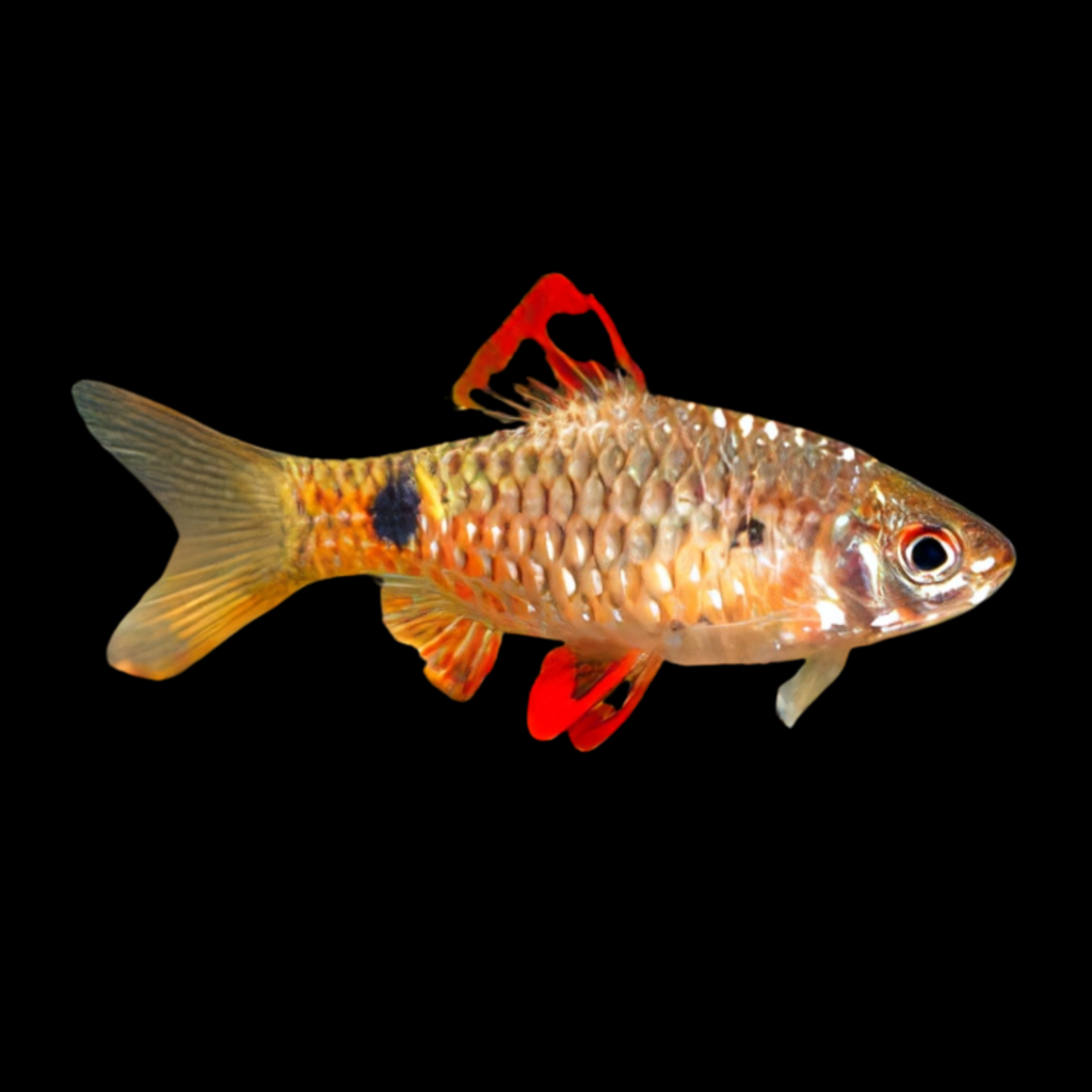 Chequer Barb Gold Barbus Capoeta Oligolepis Gold (3 - 3.5cm)