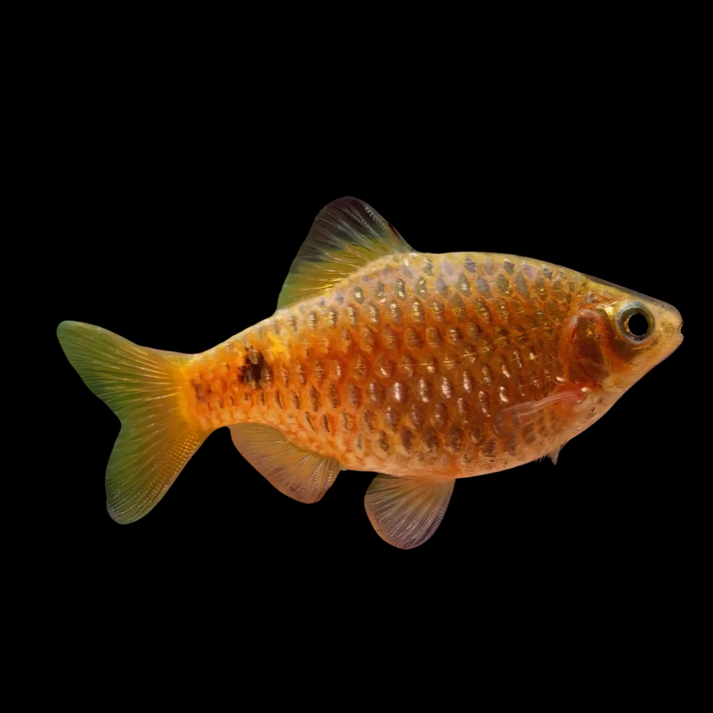 Rosy Barb Gold Barbus Puntius Conchonius Gold (2 - 2.5cm)