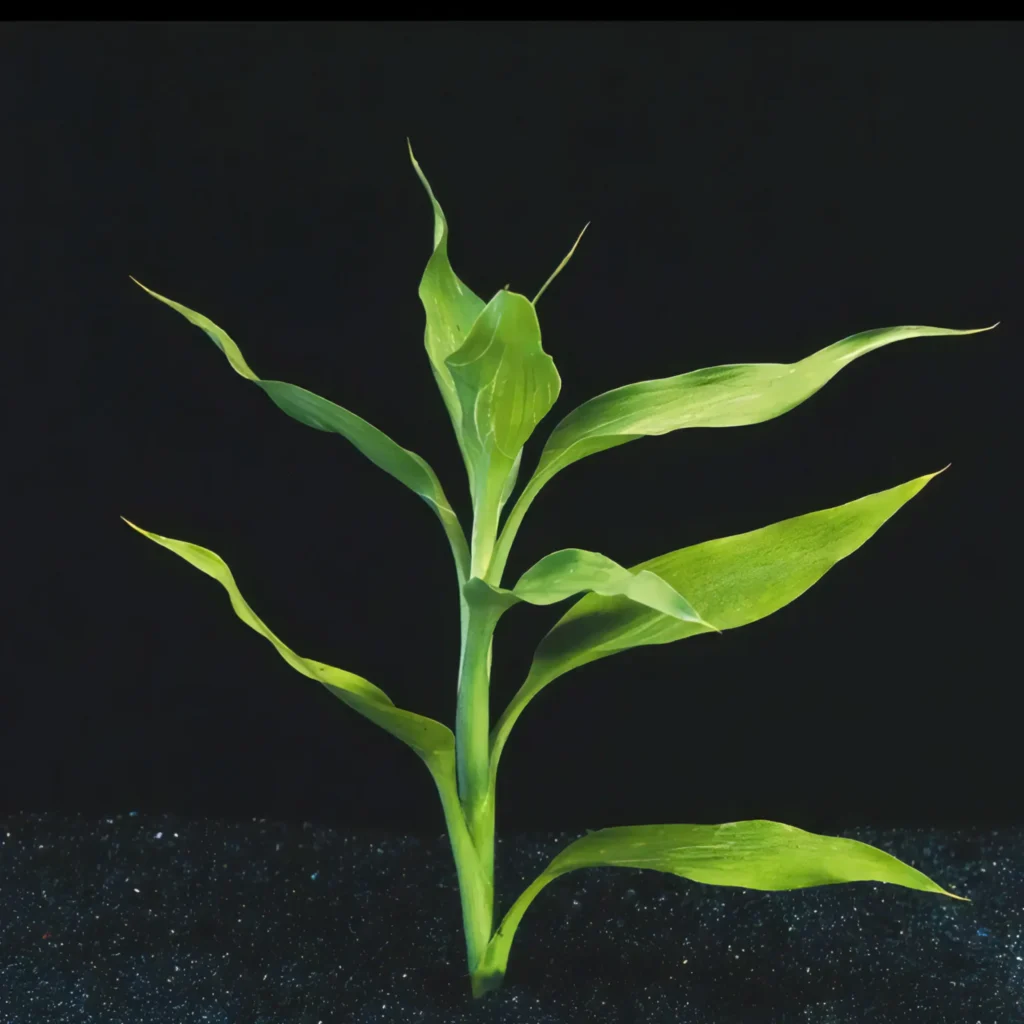 Five Bunched Plants Green Dracena Plant Dracaena Deremensis