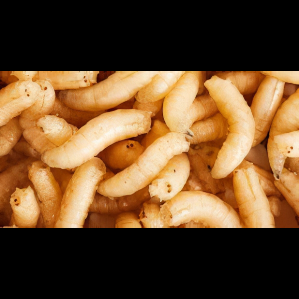 Greenbottle Larva - 18 G