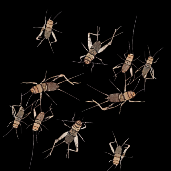 Gryllodes / Sigillatus - Large/40Pcs